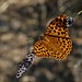 Papillon Mariposa sur un brin de lavande par Gatodidi -   Vaucluse Provence France