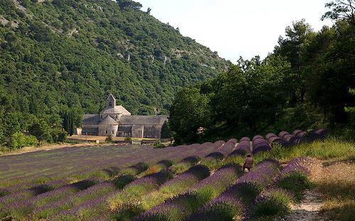 Abbaye de Sénanque by Gatodidi