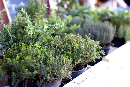 Marché : herbes de Provence par flablabla