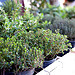 Marché : herbes de Provence par flablabla - Cannes 06400 Alpes-Maritimes Provence France