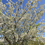 Amandier en fleur : le Printemps arrive ! par DDenjeanMassia - Maussane les Alpilles 13520 Bouches-du-Rhône Provence France