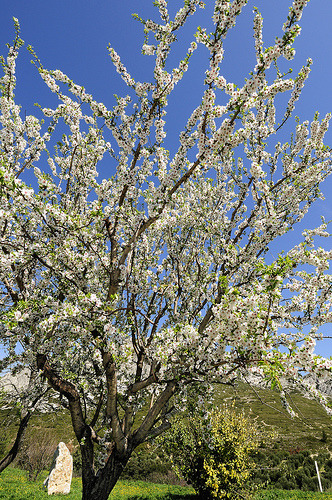 Amandier en fleur : le Printemps arrive ! par DDenjeanMassia