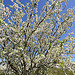 Amandier en fleur : le Printemps arrive ! par DDenjeanMassia - Maussane les Alpilles 13520 Bouches-du-Rhône Provence France