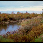 bords de rives en Camargue par Patchok34 -   Bouches-du-Rhône Provence France