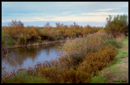 bords de rives en Camargue par Patchok34