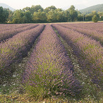 _MG_1247b par IceCatSeoul -   provence Provence France