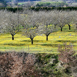 Cerisiers par Vital Nature - Bonnieux 84480 Vaucluse Provence France