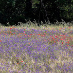 omaggio a Monet by Mattia Camellini -   provence Provence France