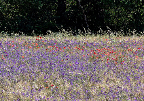 omaggio a Monet par Mattia Camellini