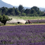 Cabrières d'Avignon par Mattia Camellini -   provence Provence France