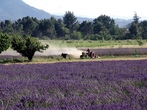 Cabrières d'Avignon par Mattia Camellini