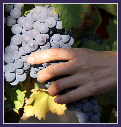 Le temps des vendanges by Brigitte Mazéas