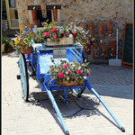La fête de l'oeillet à Falicon par CHRIS230*** - Falicon 06950 Alpes-Maritimes Provence France