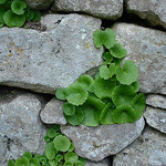 Mur de Pierres et nature par Vital Nature - Buoux 84480 Vaucluse Provence France