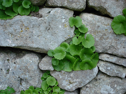 Mur de Pierres et nature by Vital Nature