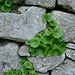 Mur de Pierres et nature par Vital Nature - Buoux 84480 Vaucluse Provence France