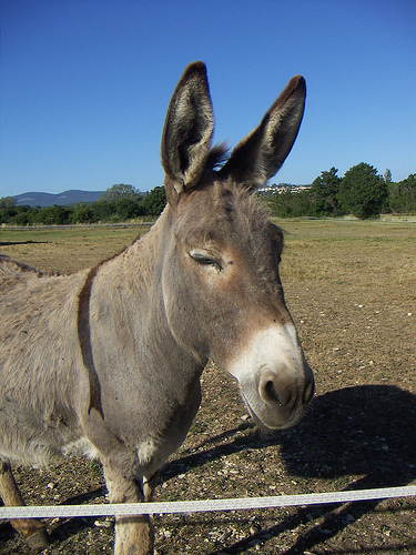 Un bel âne gris de Provence par Hélène_D