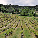 Mai : la Vigne recommence à verdir by L_a_mer -   provence Provence France