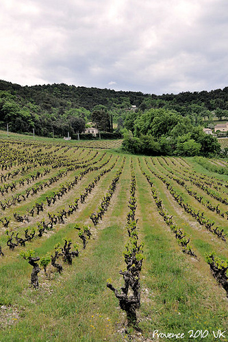 Mai : la Vigne recommence à verdir by L_a_mer