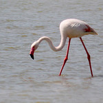 Pink Flamingos by Vital Nature -   Bouches-du-Rhône Provence France