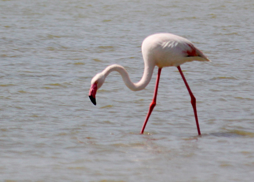 Pink Flamingos by Vital Nature