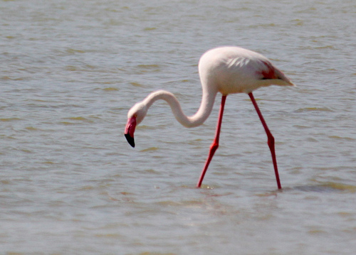 Pink Flamingos par Vital Nature