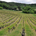 Vignes au printemps par L_a_mer - Vaison la Romaine 84110 Vaucluse Provence France