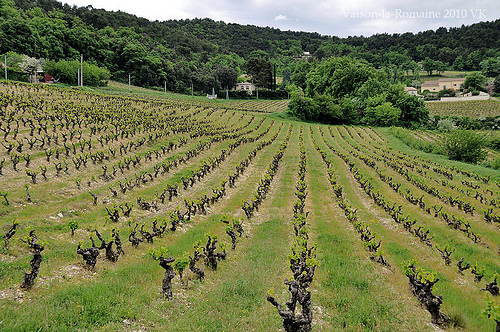 Vignes au printemps by L_a_mer