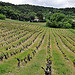 Vignes au printemps by L_a_mer - Vaison la Romaine 84110 Vaucluse Provence France