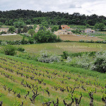 Vignes au printemps by L_a_mer - Vaison la Romaine 84110 Vaucluse Provence France