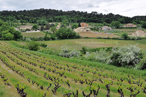 Vignes au printemps par L_a_mer