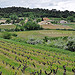 Vignes au printemps by L_a_mer - Vaison la Romaine 84110 Vaucluse Provence France