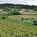 Vignes au printemps par L_a_mer - Vaison la Romaine 84110 Vaucluse Provence France