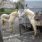 Chevaux blancs by roderic alexis -   Hautes-Alpes Provence France