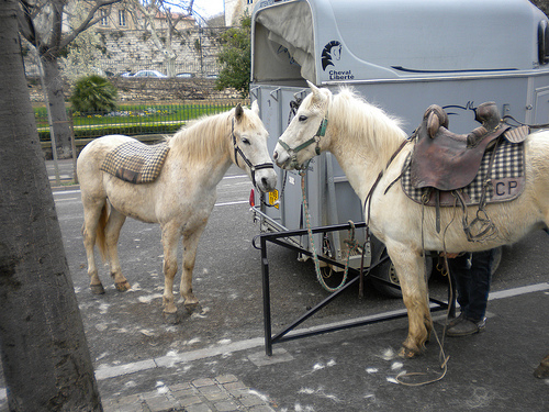 Chevaux blancs by roderic alexis