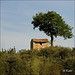 Le cabanon et l'arbre by koen_photos - St. Saturnin lès Apt 84490 Vaucluse Provence France