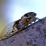 Cicadidae - Cigale by Thierry Balint -   provence Provence France