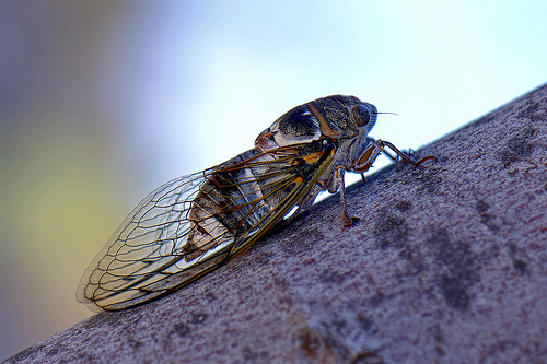 Cicadidae - Cigale by Thierry Balint