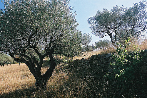 Oliviers de provence par roderic alexis