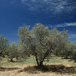 Champs d'oliviers à Lourmarin par flyingdog - Lourmarin 84160 Vaucluse Provence France