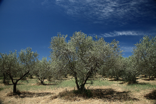 Champs d'oliviers à Lourmarin by flyingdog