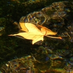 Sorgue & feuille morte par Super.Apple - Fontaine de Vaucluse 84800 Vaucluse Provence France