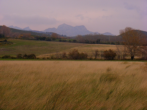 Paysage des Alpilles par Super.Apple