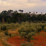 Oliviers dans les Alpilles par Super.Apple - Aureille 13930 Bouches-du-Rhône Provence France