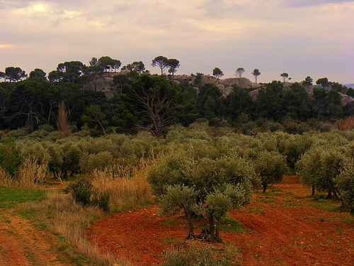 Oliviers dans les Alpilles par Super.Apple