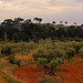 Oliviers dans les Alpilles by Super.Apple - Aureille 13930 Bouches-du-Rhône Provence France