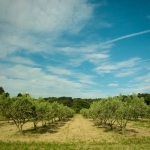 Rangées d'oliviers par bcommeberenice [APN out of order] -   provence Provence France