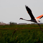 Envol de flamant rose par CaroleJuin -   Bouches-du-Rhône Provence France