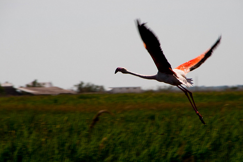 Envol de flamant rose by CaroleJuin