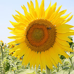 Tournesol by nikian2010 -   Vaucluse Provence France